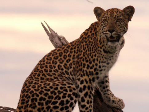 Machaba Botswana Okavango Delta Gomoti Plains Camp Leopard 1 Sightings February 2018 Machaba Botswana Okavango Delta Gomoti Plains Camp Leopard 1 Sightings February 2018