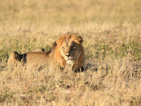 Verneys Zimbabwe May Wildlife Sighting Report Lion Verneys Zimbabwe May Wildlife Sighting Report Lion