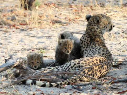 Machaba Botswana Okavango Delta Gomoti Plains Camp Leopard Sightings August 2018