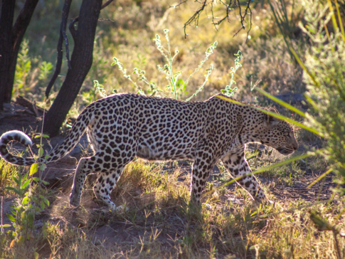 Machaba Web Packages Classic Botswana Zimbabwe Leopard Wildlife