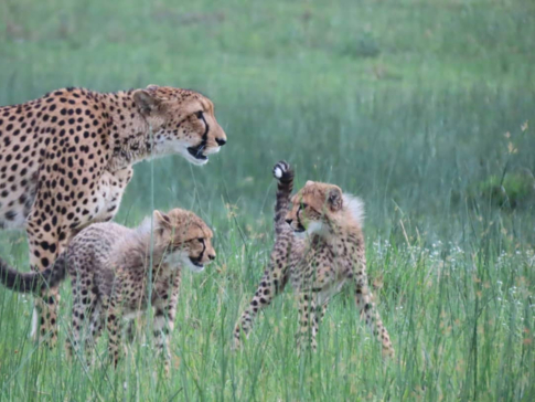 Machaba Safaris Gomot Plains Wildlife Sightings Dec 2024 Cheetahs Cubs With Mother