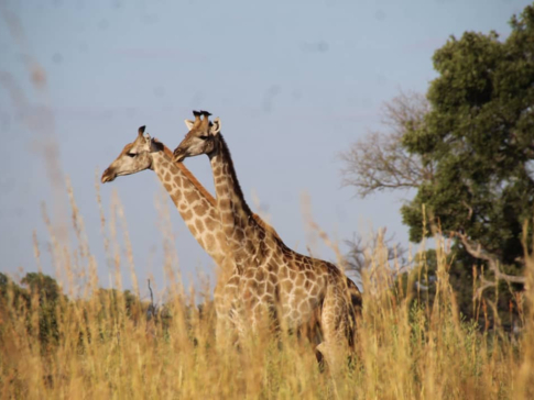 Machaba Safaris Kiri Camp Wildlife Sightings Dec 2024 Suites Giraffes Machaba Safaris Kiri Camp Wildlife Sightings Dec 2024 Suites Giraffes