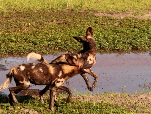 Machaba Botswana Okavango Delta Gomoti Plains Camp Wild Dogs 1 Sightings February 2018 Machaba Botswana Okavango Delta Gomoti Plains Camp Wild Dogs 1 Sightings February 2018