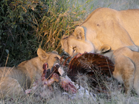 Machaba Botswana Okavango Delta Gomoti Plains Lions Sightings May 2020 Machaba Botswana Okavango Delta Gomoti Plains Lions Sightings May 2020