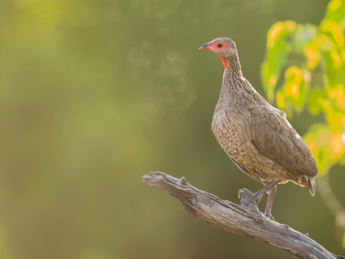 Botswana   Machaba Camp   Swainsons Spurfowl