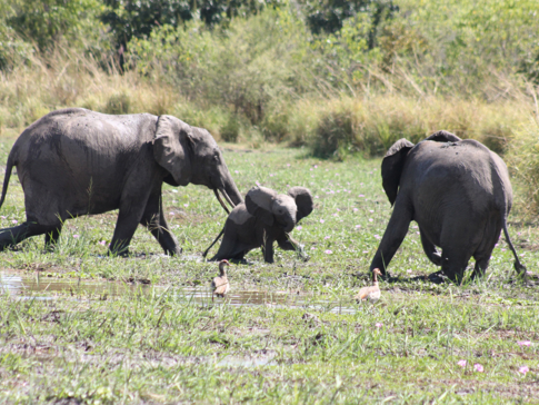 Machaba Safaris Zimbabwe Mana Pools National Park July 2023 Elephants At Water Machaba Safaris Zimbabwe Mana Pools National Park July 2023 Elephants At Water