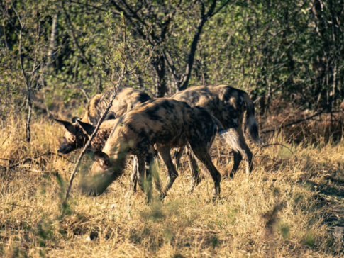 Machaba Safaris Botswana Machaba Camp Wildlife Report September 2023 Wild Dogs