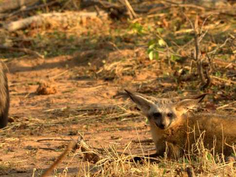 Zimbabwe Hwange National Park Deteema Bat Eared Fox Family Zimbabwe Hwange National Park Deteema Bat Eared Fox Family