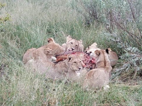 Gomoti Plains Botswana Wildlife Sighting March Southern Pride Gallery 3 Gomoti Plains Botswana Wildlife Sighting March Southern Pride Gallery 3