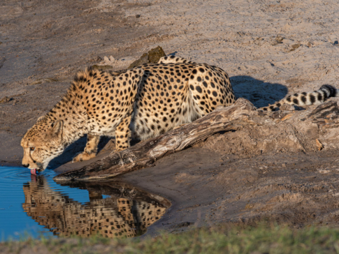 Machaba Blog Mike Myers Cheetah Drinking
