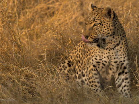 Botswana Okavango Delta Machaba Camp Sightings Leopard August 2017 Botswana Okavango Delta Machaba Camp Sightings Leopard August 2017
