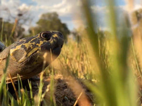 On Safari Nala Episode 10 Hinge Terrapin Gallery Turtle