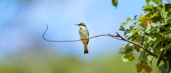 Machaba Web Experience Wildlife Birding Bee Eater Machaba Web Experience Wildlife Birding Bee Eater