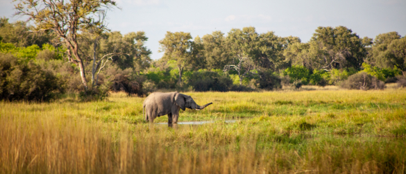Machaba Machaba Experience Safari Mvr 025 Machaba Machaba Experience Safari Mvr 025