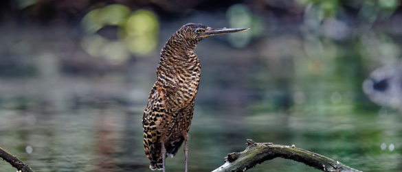 Machaba Wild Birdlife White Crested Tiger Heron