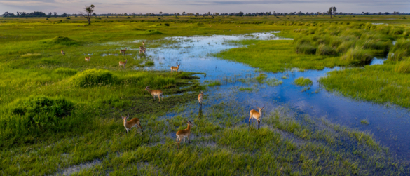 Helicopter Horizons Okavango Delta 118 Helicopter Horizons Okavango Delta 118