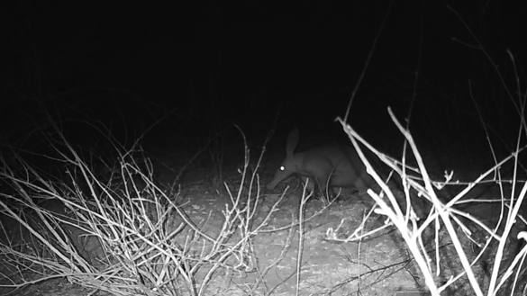 Web Machaba Projects Camera Trap Web Machaba Projects Camera Trap