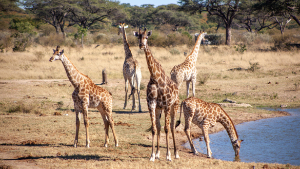 Web Machaba Projects Wildlife And Water Web Machaba Projects Wildlife And Water