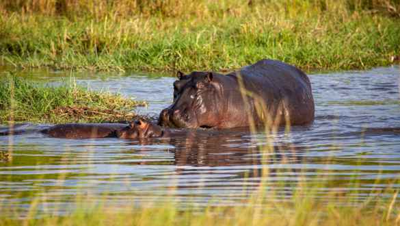 Machaba Machaba Experience Safari Mvr 027