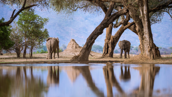 Machaba Web Activity Canoeing Elephants Machaba Web Activity Canoeing Elephants