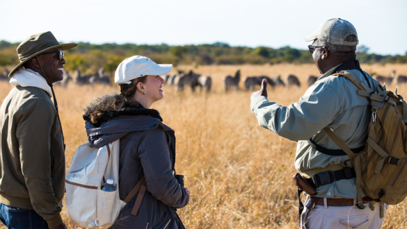 Machaba Zimbabwe Walking Safari Zebras Machaba Zimbabwe Walking Safari Zebras
