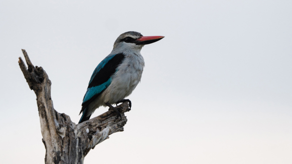 Machaba Web Activity Boating Woodland Kingfisher Machaba Web Activity Boating Woodland Kingfisher
