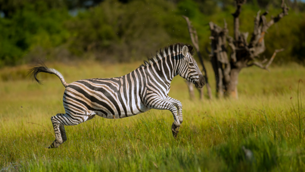 Zebra Zebra