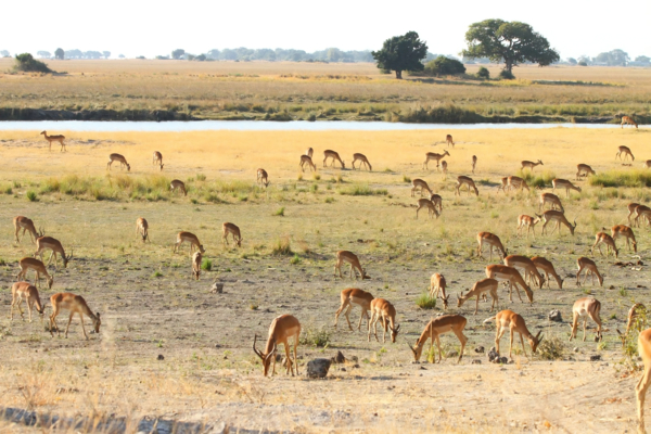 Web Machaba Botswana Chobe Wildlife Web Machaba Botswana Chobe Wildlife