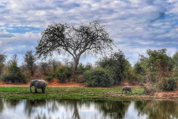 Machaba Destinations Mana Pools Machaba Destinations Mana Pools