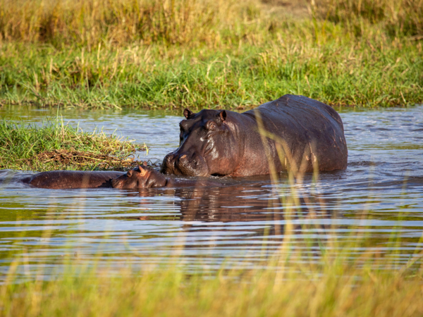 Machaba Machaba Experience Safari Mvr 027