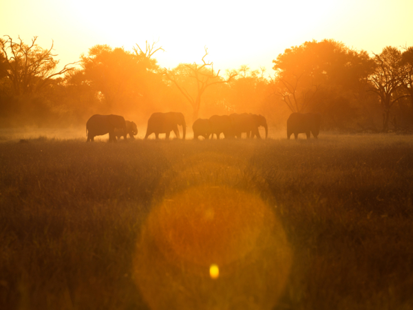 Machaba Safari Packages Classic Delta Package Highlightimage Delta1 Machaba Safari Packages Classic Delta Package Highlightimage Delta1