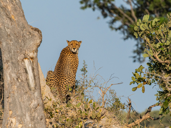 Machaba Web Packages Kiri Cheetah