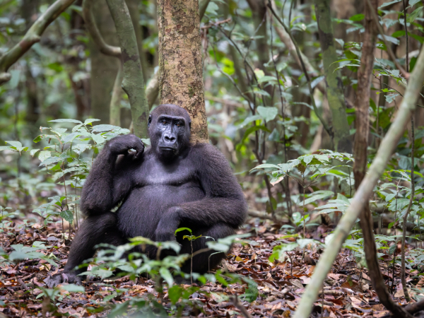 Machaba Wild Sette Cama Eco Camp North And South Loango Package