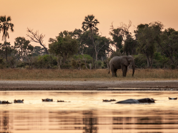 Machaba-south african-season-sunset-sundowner-gomoti.jpg Machaba South African Season Sunset Sundowner Gomoti