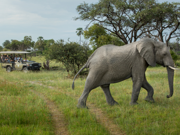 Machaba Web Packages Machaba Elephant