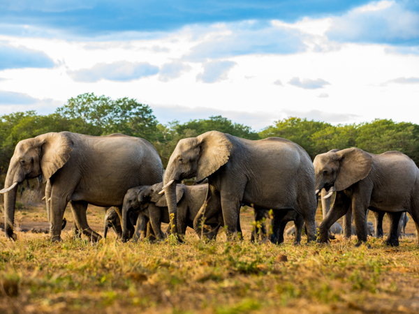 Machaba Zimbabwe Packages Elephant Herd Machaba Zimbabwe Packages Elephant Herd