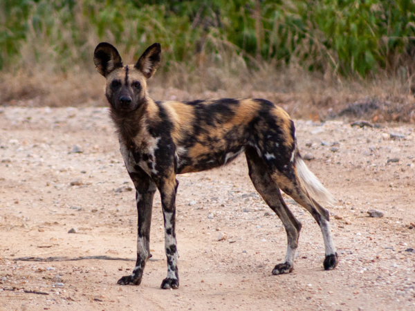 Machaba-south-african-season-wild-dog.jpg Machaba South African Season Wild Dog