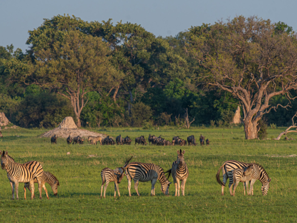 Machaba Web Packages Kiri Variety Wildlife