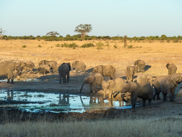 best-of-hwange-highlight-elephants.jpeg Best Of Hwange Highlight Elephants