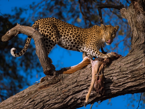A Leopard Feasts On An Impala Kill High Up In The Trees A Leopard Feasts On An Impala Kill High Up In The Trees
