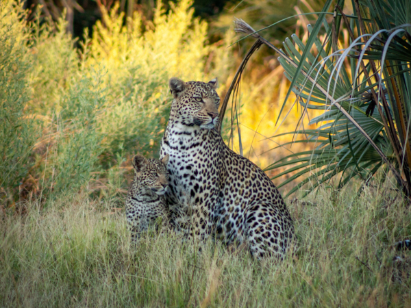 Machaba Gomoti Experience Safari Mvr 083