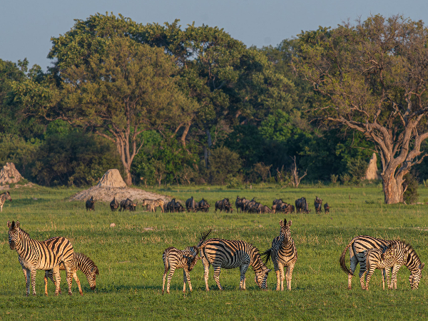 Machaba Safaris Web Packages Classic Botswana Explore Okavango Delta Machaba Safaris Web Packages Classic Botswana Explore Okavango Delta