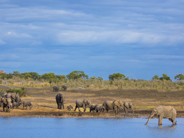 Machaba Zimbabwe Packages Elephant Herd Machaba Zimbabwe Packages Elephant Herd