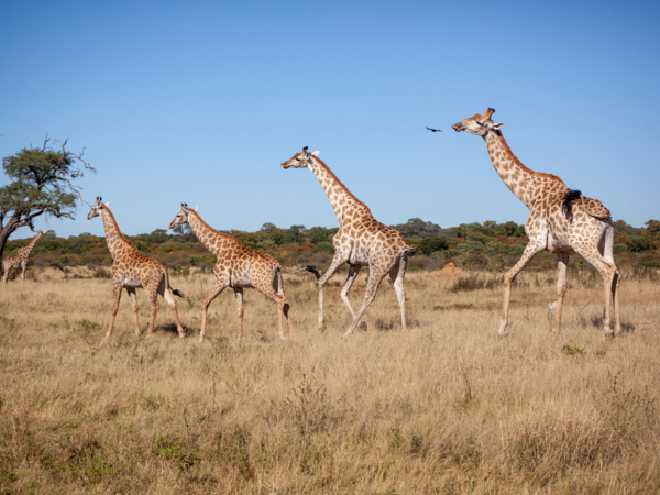 Machaba Verneys Experience Safari Mvr 021