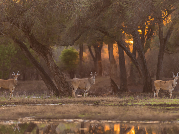 Machaba_safari_packages_mana_pools_Package_highlight_image_antelope.jpg Machaba Safari Packages Mana Pools Package Highlight Image Antelope