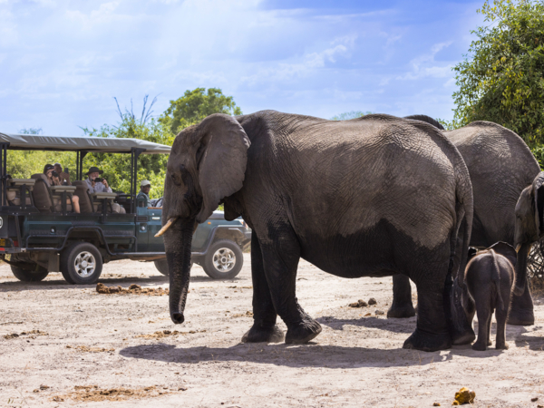 Machaba Safaris Web Packages Definitive Machaba Elephant Herd Machaba Safaris Web Packages Definitive Machaba Elephant Herd