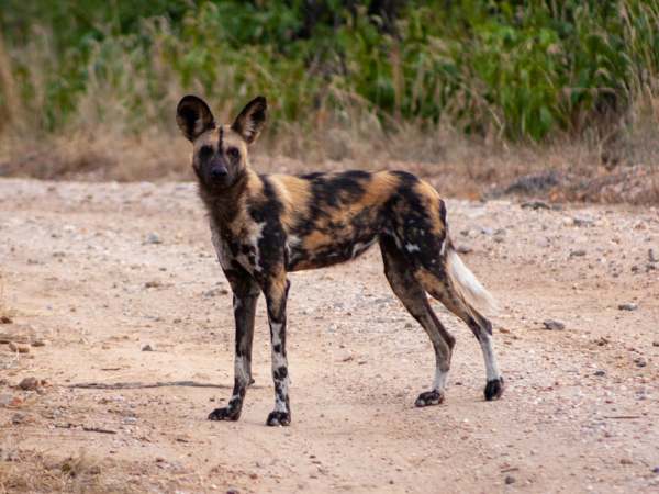Machaba Safari Packages Classic Hwange Package Highlightimage Wildlife Machaba Safari Packages Classic Hwange Package Highlightimage Wildlife