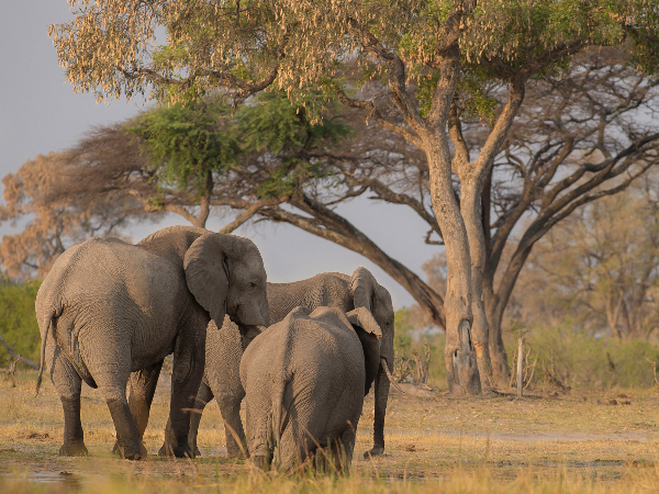 Machaba Safari Packages Romantic Package Highlightimage Biomes Machaba Safari Packages Romantic Package Highlightimage Biomes
