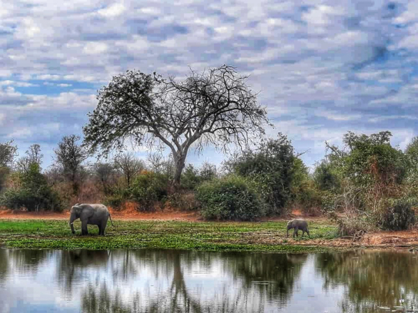 Machaba Destinations Mana Pools Machaba Destinations Mana Pools