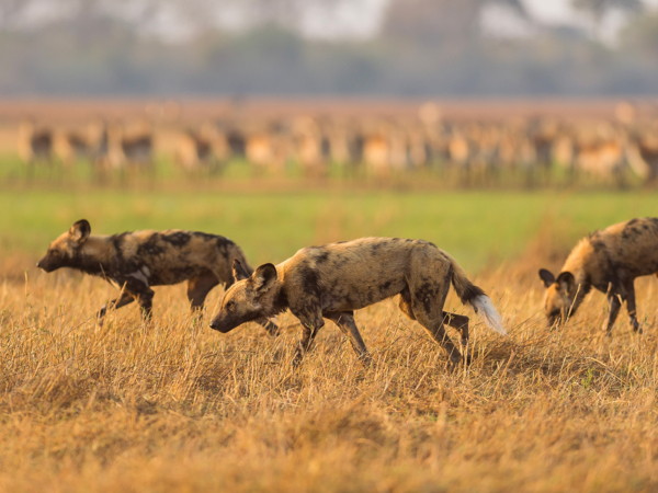 Machaba Web Packages Explorations Experience Safari Wild Dogs Machaba Web Packages Explorations Experience Safari Wild Dogs